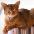 Abyssinian mačka