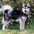 Alaskan kli kai (minijaturni husky)