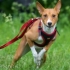 Basenji