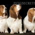 Basset hound: standardi, težina, rast