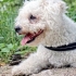 Bichon frizu