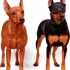 Zvergpincher (dwarf pinscher)