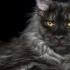 Smoky maine coon - karakteristike i opis pasmine