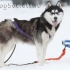 Husky sled psi