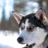 Povijest pasmine sibirski husky