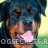 Povijest porijekla rottweilera