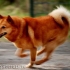 Karelian-finnish laika (finnish spitz)