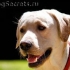 Labrador retriever opis, karakter, temperament