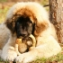 Leonberger