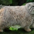 Manul