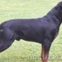 Opis rottweiler