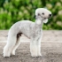 Bedlington terijer