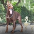 Dobermanac