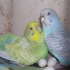 O gniježđenju i uzgoja budgies, uzgoj kod kuće