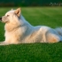 Samooyed pas (samoyed, samoyed svitz)