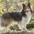 Sheltie