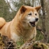 Siba inu (shiba-inua)