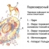 Simptomi i pravila za liječenje glavnih oblika enteritisa kod pasa