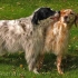 Standardna pasmina english setter