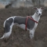 Whippet (mali engleski borzaya)