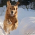 Standardne i karakteristike zlatne pasmine (zlatnog) retriever